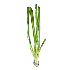Jungle Val Vallisneria americana  Buy3Get1Free  Live Aquatic Plants