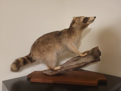 Vintage Raccoon Taxidermy Mounted On Log W/Wood Base Great Cabin Decoration 