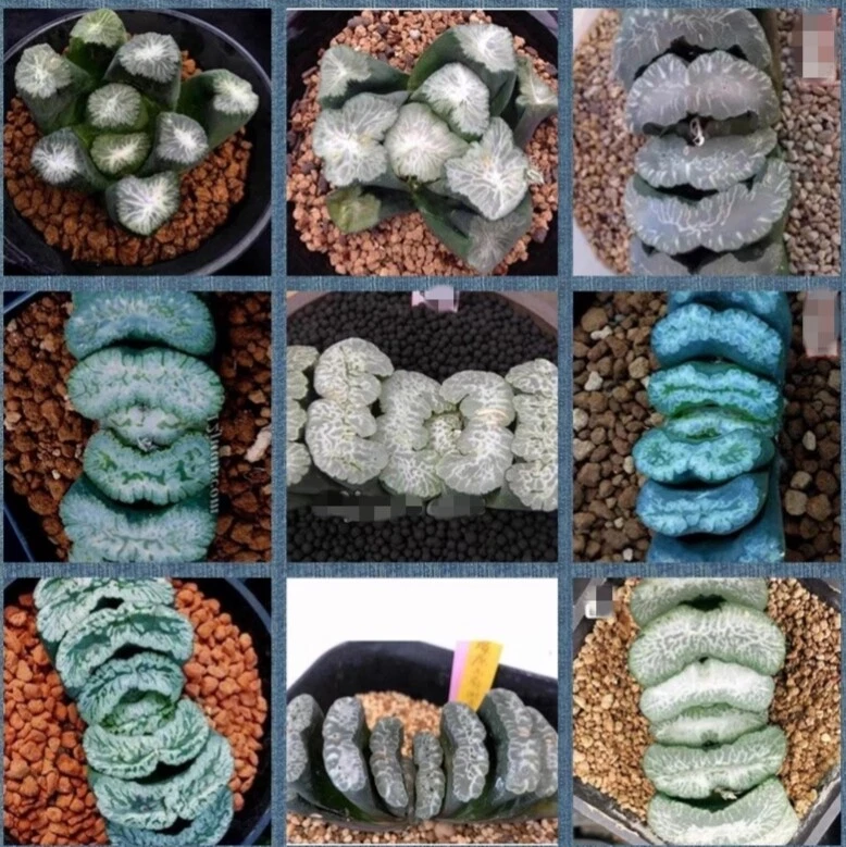 haworthia Truncata mix ，mature plant very well roote display , Succulent
Opens in a new window or ta