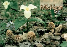 Michigan, Morel mushroom, Trillium wildflower, Grand Rapids, Perrin Postcard