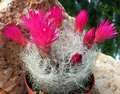 Panneau Plastifie Voiture Bebe A Bord Avec Ventouse Prenom Elise Baby Car Safety Seats Panneau Plastifie Voiture Bebe A Bord Avec Ventouse Prenom Elise Baby Car Safety Seats