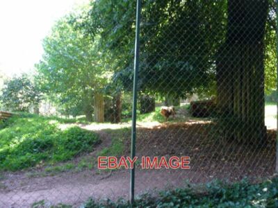 PHOTO  PAIGNTON ZOO ASIATIC LION ENCLOSURE ZOOS ARE BREEDING ASIATIC LIONS IN AN