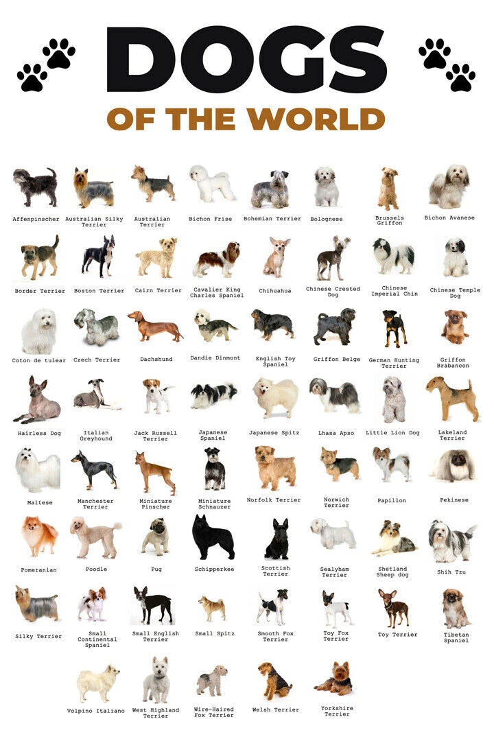 All of the dogs in the world 2025