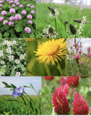 Gras- & Blumensamenmischung, Schildkröten-/Schildkrötenfreundlich, schnellwüchsig, Löwenzahn UK
