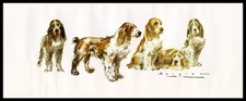 ENGLISH COCKER SPANIEL Springer Spanish Dog Art Print 1960s by Carlos Beaquer