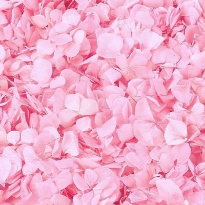 1500+ Real Dried Lvory White Hydrangea Petals - 0.88 oz Preserved Natural Flo...