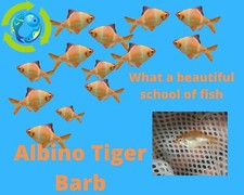 5 ALBINO TIGER BARB SMALL