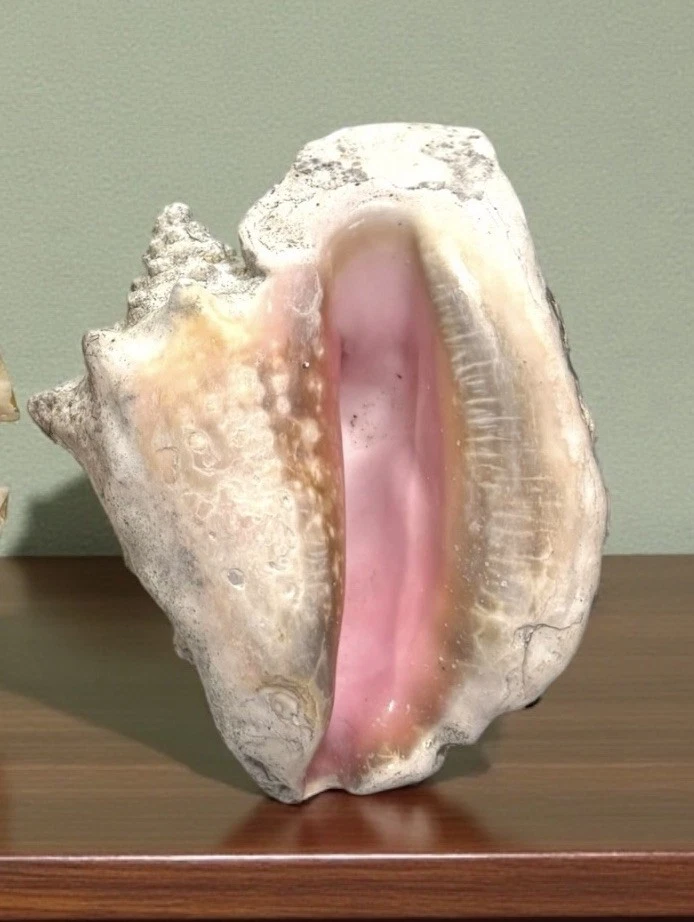 LARGE PINK CONCH SEA SHELL FROM BOTTOM BAY BARBADOS 25 cm X 15cm 2kg - Image 4 of 4