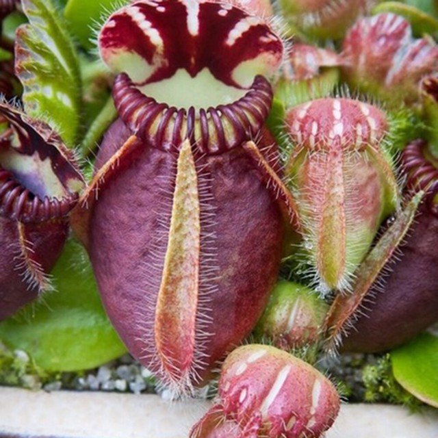 Insectivorous Bonsai Dionaea Muscipula Giant Clip Venus Flytrap M 100 Pcs Seeds