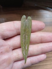 RARE VARIEGATED DIOSCOREA PINK PIXEL CUTTINGS ROOTING IN WATER