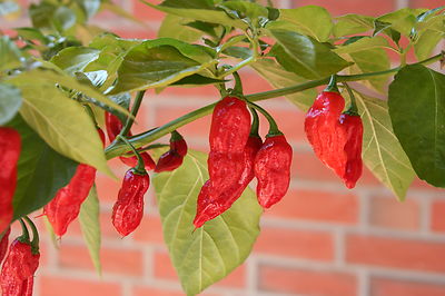 Dorset Naga Red rote Chilli Massenträger Chili aus Großbritannien