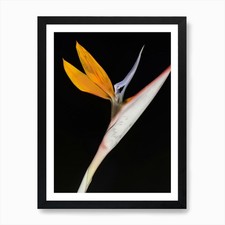 Bird Of Paradise Art Print Framed Wall Art Poster Canvas Print Picture