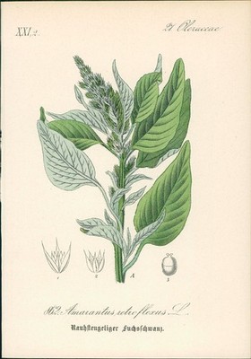 Chromolithographie : Rauhstengeliger Fuchsschwanz. Zurückgebogene Amarant. Amara