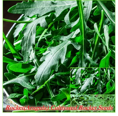 Rocket Cultivated(Arugula)  200 Seeds GROW Bulk VEGETABLES Autumn WINTER Spring