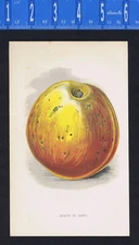 Apple, Beauty of the Hants - Botanical 1877 Chromolithograph