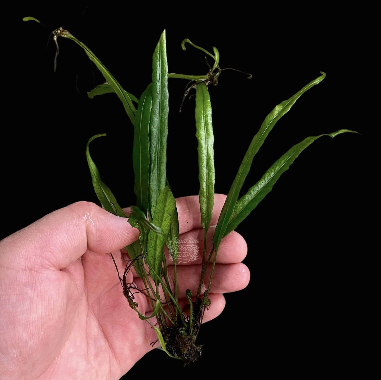 Microsorum Pteropus 'Needle' | Aquarium Plants Factory®
