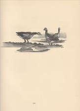 1937 BIRD PRINT ~ GREY LAGS COURTING
