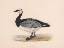 Bernicle Goose. Morris's British Birds. Antique colour print 1870 old