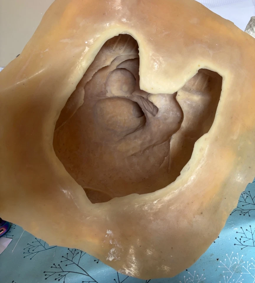 Foam support shell to use with our Latex mould- LARGE COW STATUE - Image 3 of 4