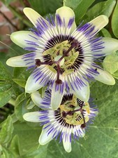 100% FLEURS DE PASSIFLORE  * TISANES PRATIQUES * BIO * SOMMEIL* RECOLTE 2025 *