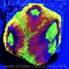 Corals of Eden ~ NON WYSIWYG Live Coral Frag ~ Dragon Soul Favia Coral ~ LPS SPS — photo 3