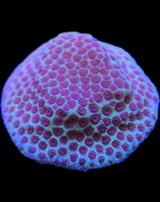 Live Coral Porites Sand Dollar