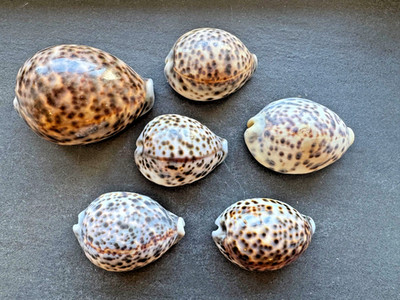 6x Tiger-Kauri / Kaurischnecke (Cypraea/Lyncina tigris) 76 99 mm   Deko/Sammlung