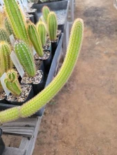 Cleistocactus cf. smaragdiflorus f. rojoi (ROS 798.2) (cactus - succulent - p...