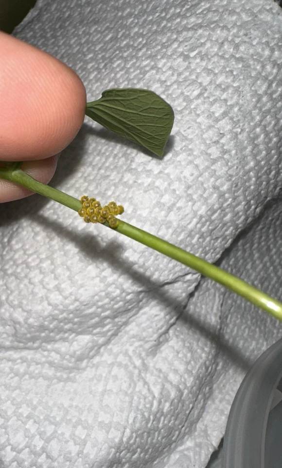 Battus: Pipevine Swallowtail, Battus Polydamas, Zetides Swallowtail, HUEVOS Foto 3 de 4