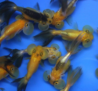 black bubble eye fish