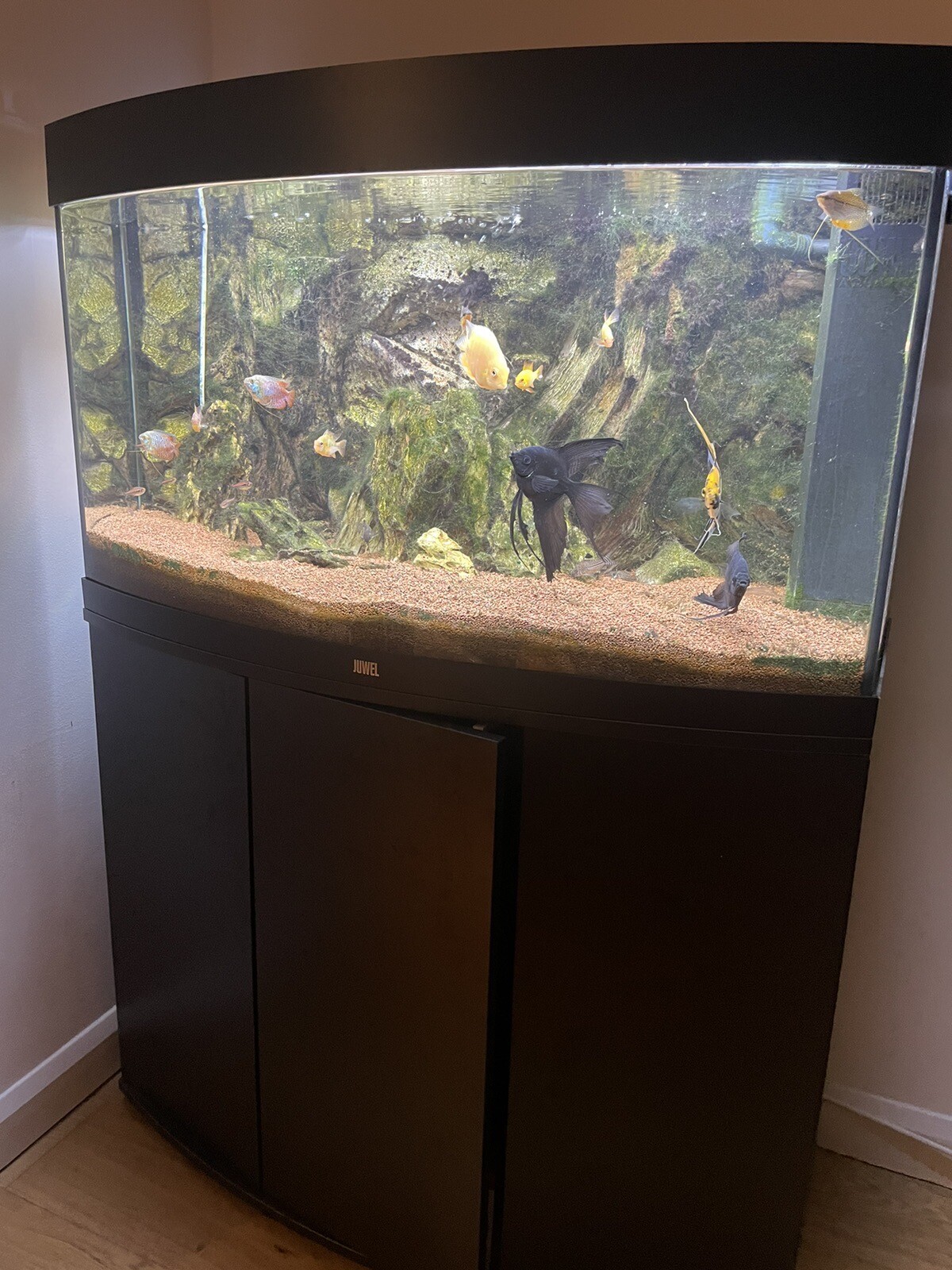 Fish Tank Juwel vision 180 eBay