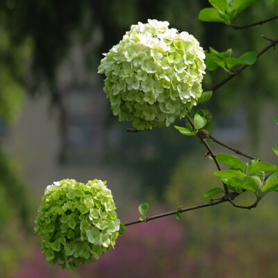 1 Pack 50 Green Hydrangea Flower Seeds Hydrangea macrophylla Garden Flowers