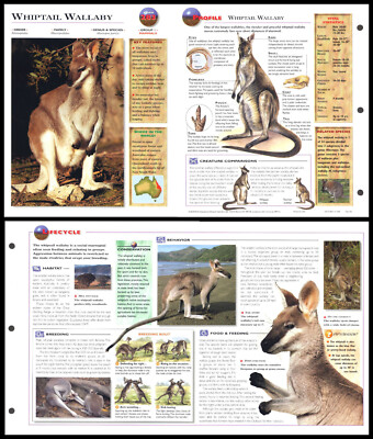 Fold-Out Sheet - Whiptail Wallaby - 283