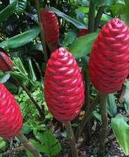 GIANT Shampoo Ginger Rhizome aka Awapuhi Pinecone Bitter Asian plant blooming