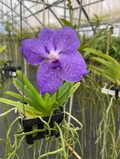 Live Orchid Vanda Flower Plant from Hawaii | Exotic Blue/Purple/Pink/Red Flower