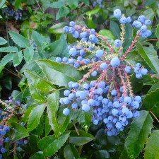3  Oregon Grape Mahonia aquifolium  Evergreen Shrub 6-12"