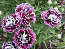 200+ Velvet n Lace Chianti Carnation Seeds for Garden - USA - FREE SHIPPING!