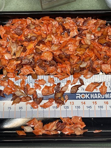 50 + Gar Fish Scales Pumpkin Spice Orange Beautiful DYED Vintage Shells Craft ๐