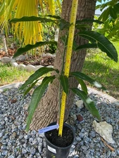 GRAFTED LEMON MERINGUE MANGO TREE 13 MO OLD AKA/PO PYU KALAY (MANGIFERA INDICA)