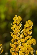 50+ Organic Pepperweed Seeds (Lepidium virginicum) Herb