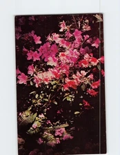 Postcard Purple Azalea Jewel Box Forest Park St. Louis Missouri USA
