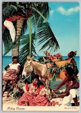 1987 Jamaica Picking Coconuts on Tropical Beach Postcard