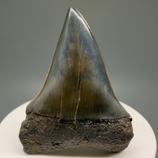 Diente de tiburón MAKO EXTINTO fósil de 2,13" azul/gris afilado - Amberes, Bélgica