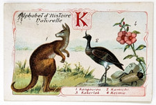 Image chromo chicorée Williot - alphabet Histoire naturelle - Lettre K