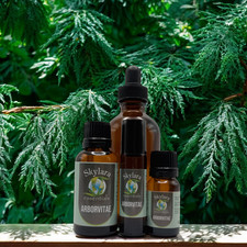 Arborvitae Essential Oil