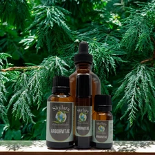 Arborvitae Essential Oil