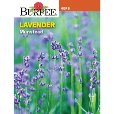 50+ Lavender Seeds - Munstead (Lavandula angustifolia) Flower Herb Seeds - USA