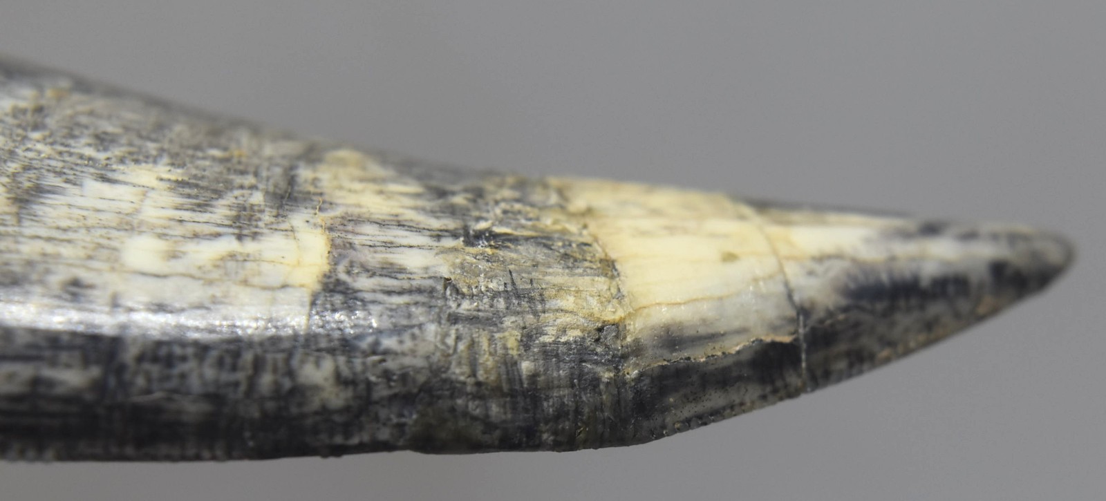 Large Fossilized Tyrannosaurus Rex T-Rex Dinosaur Fossil Tooth 5"