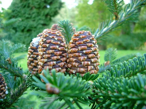 20 FRASER FIR Tree Abies Fraseri Christmas Tree Southern Balsam Fir Native Seeds - Picture 1 of 16