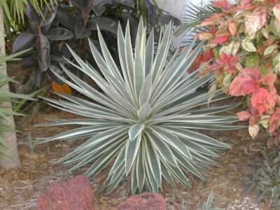 Agave Angustifolia Marginata 15 seeds, Hardy Cactus Succulents | eBay